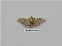 藏品(夜蛾811)的圖片